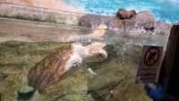 Der Schildkr&ouml;te fehlt eine Flosse.